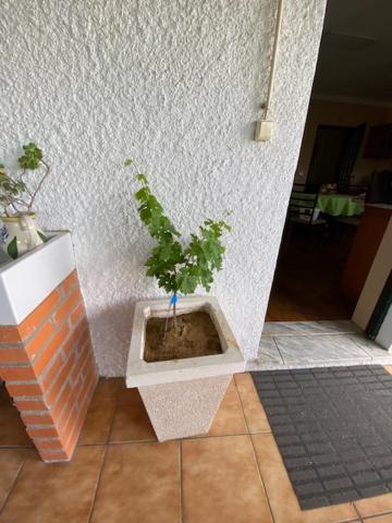 Casa Gorjao Lägenhet Anadia Exteriör bild